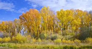 Narrowleaf cottonwood (Populus angustifolia) and willows in autumn along Gunnison River, Curecanti National Recreation Area, Colorado, USA