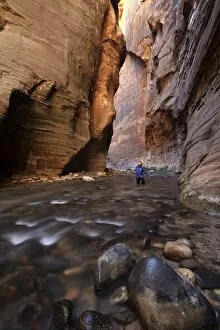 Images Dated 7th April 2011: The Narrows, narrow of the Virgin River, Zion National Park, Utah, USA, America