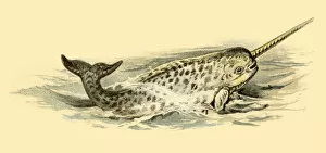 Images Dated 10th July 2016: Narwhal illustration 1896