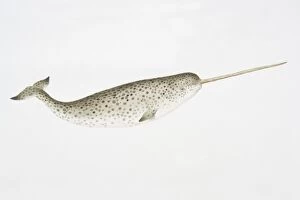 Mammals Gallery: Narwhal (Monodon monoceros) with characteristically long tusk, side view