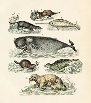 Narwhal, seal, sea lion, sperm whale engraving 1872