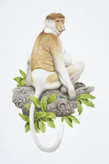 Tails Prints: Nasalis larvatus, Proboscis Monkey sitting on tree branch