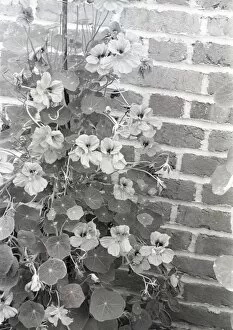 Images Dated 27th June 2008: Nasturtium growing by brick wall