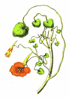 Nasturtium Plant (Tropaeolum majus) - 1891 Antique Botanical Chromolithograph from Atlas d'Histoire Naturelle - Végétaux