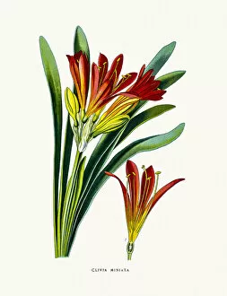 Natal lily house plant
