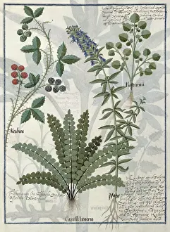 Medicinal Prints: National Library St. Petersburg Russia