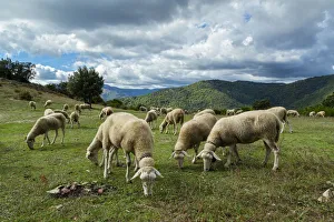 Images Dated 5th October 2013: The National Park Of Cevennes, Languedoc Roussillon, France
