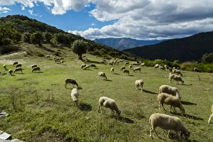 Images Dated 5th October 2013: The National Park Of Cevennes, Languedoc Roussillon, France