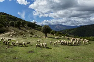 Images Dated 5th October 2013: The National Park Of Cevennes, Languedoc Roussillon, France