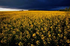 Canola Prints: native to Europe. Rape is an annual crop that grows to 30cm (1ft) tall