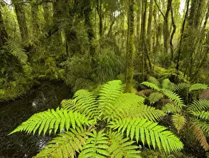 South Island New Zealand Gallery: Native forest with fern in foreground