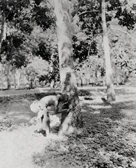 Busy Prints: Native of Sumatra Removing Sap from Tree