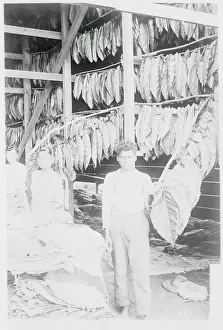 Natives Drying Tobacco Leaves