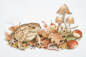 Forests Collection: Natterjack Toad (Bufo calamita) perched on fallen leaves, next to chestnuts