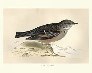 Natural History, Birds, alpine accentor (Prunella collaris)
