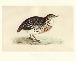 Natural history, Birds, Andalusian hemipode (Turnix sylvatica)