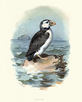 Natural World Gallery: Natural History, Birds, Atlantic puffin (Fratercula arctica)