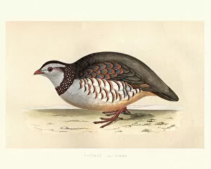 Images Dated 27th June 2018: Natural history, Birds, Barbary partridge (Alectoris barbara)