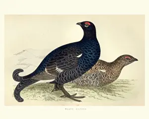 Natural history, Birds, Black grouse (Tetrao tetrix)