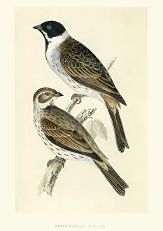 Bunting Prints: Natural History Birds - Black-headed bunting (Emberiza melanocep