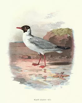 Images Dated 23rd January 2018: Natural History - Birds - Black headed Gull