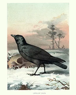 Images Dated 2017 February: 26 Feb 2017 Collection