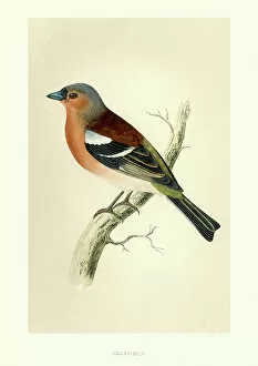 Paintings Gallery: Natural history - Birds - Chaffinch