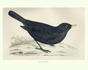 Birds Gallery: Natural History, Birds, common blackbird (Turdus merula)