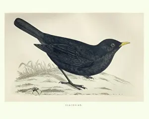 Birds Prints: Natural History, Birds, common blackbird (Turdus merula)