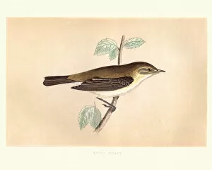 Natural history, Birds, Common chiffchaff (Phylloscopus collybita)