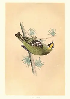 Natural history, Birds, common firecrest (Regulus ignicapilla)