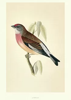 Natural History - Birds - Common linnet