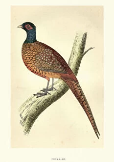 Images Dated 19th June 2018: Natural history, Birds, Common pheasant (Phasianus colchicus)