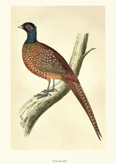 Natural World Prints: Natural history, Birds, Common pheasant (Phasianus colchicus)