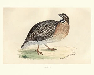Fine Art Collection: Natural history, Birds, common quail (Coturnix coturnix)