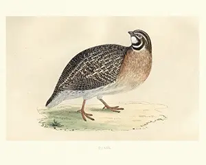 Styles Prints: Natural history, Birds, common quail (Coturnix coturnix)