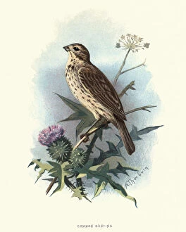 Natural World Collection: Natural History, Birds, common reed bunting (Emberiza schoeniclus)