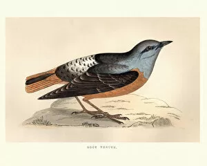 Images Dated 4th November 2017: Natural History, Birds, Common rock thrush (Monticola saxatilis)