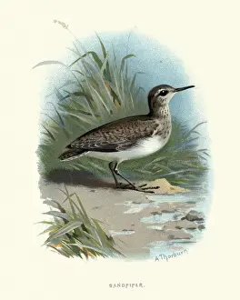Natural History, Birds, common sandpiper (Actitis hypoleucos)