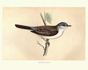 Natural History, Birds, Common whitethroat