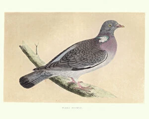 Colour Gallery: Natural history, Birds, common wood pigeon (Columba palumbus)