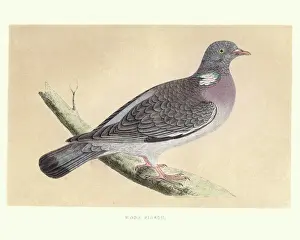 Birds Prints: Natural history, Birds, common wood pigeon (Columba palumbus)