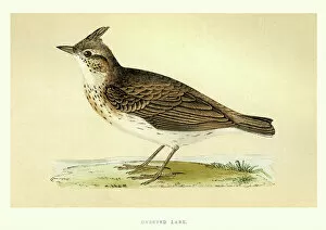 Bird Lithographs Collection: Natural History - Birds - Crested lark