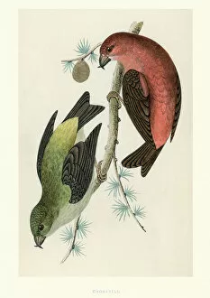 Natural History - Birds - Crossbill