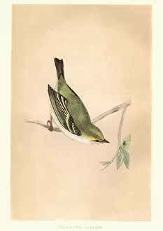 Images Dated 24th May 2018: Natural history, Birds, Dalmatian Regulus, Kinglet
