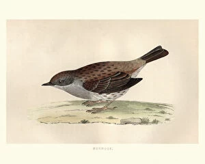 Images Dated 4th November 2017: Natural History, Birds, dunnock (Prunella modularis)