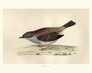 Passerine Prints: Natural History, Birds, dunnock (Prunella modularis)