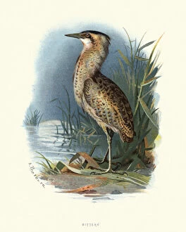Images Dated 3rd November 2018: Natural history, Birds, Eurasian bittern or great bittern (Botaurus stellaris)