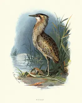 Natural history, Birds, Eurasian bittern or great bittern (Botaurus stellaris)