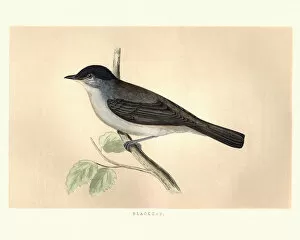 Images Dated 9th April 2018: Natural History, Birds, Eurasian blackcap